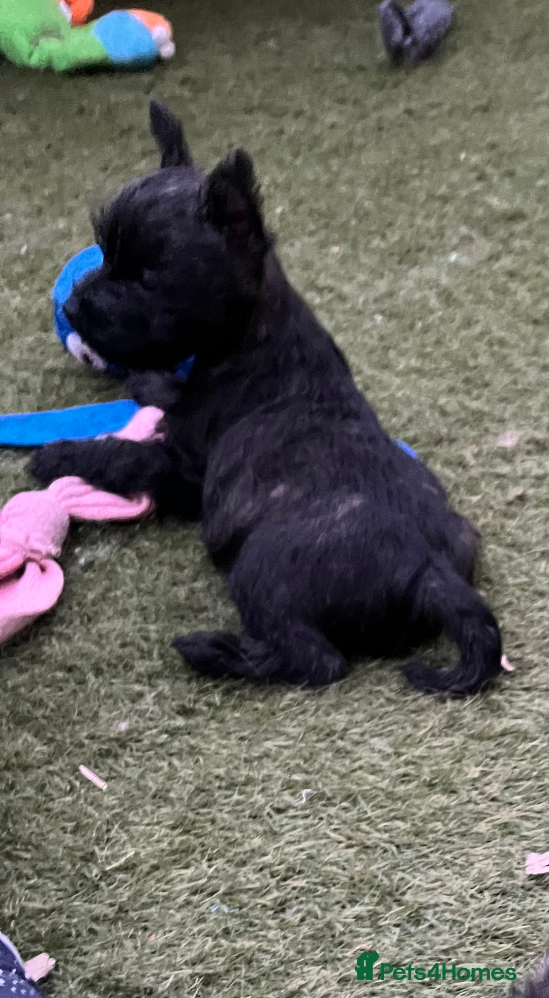 Cairn Terrier dogs for sale: Adorable Cairn Terrier Puppies - Image 15