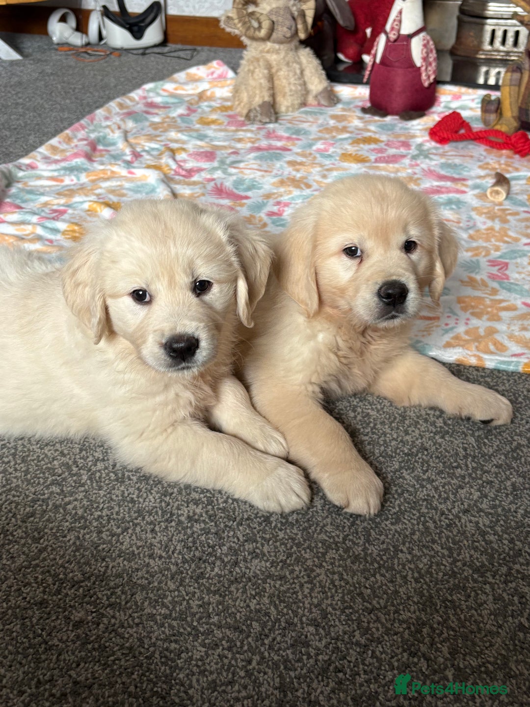 Golden Retriever dogs for sale: Golden retriever puppies  - Image 9