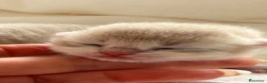 British Shorthair Blue golden chinchilla boy 
