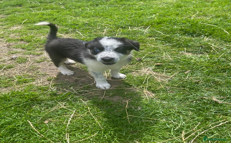 Border Collie dogs - Advert 2