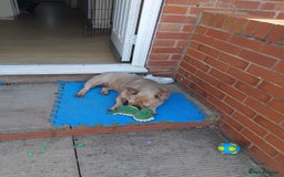 French Bulldog dogs for sale: French bulldogs  - Image 6