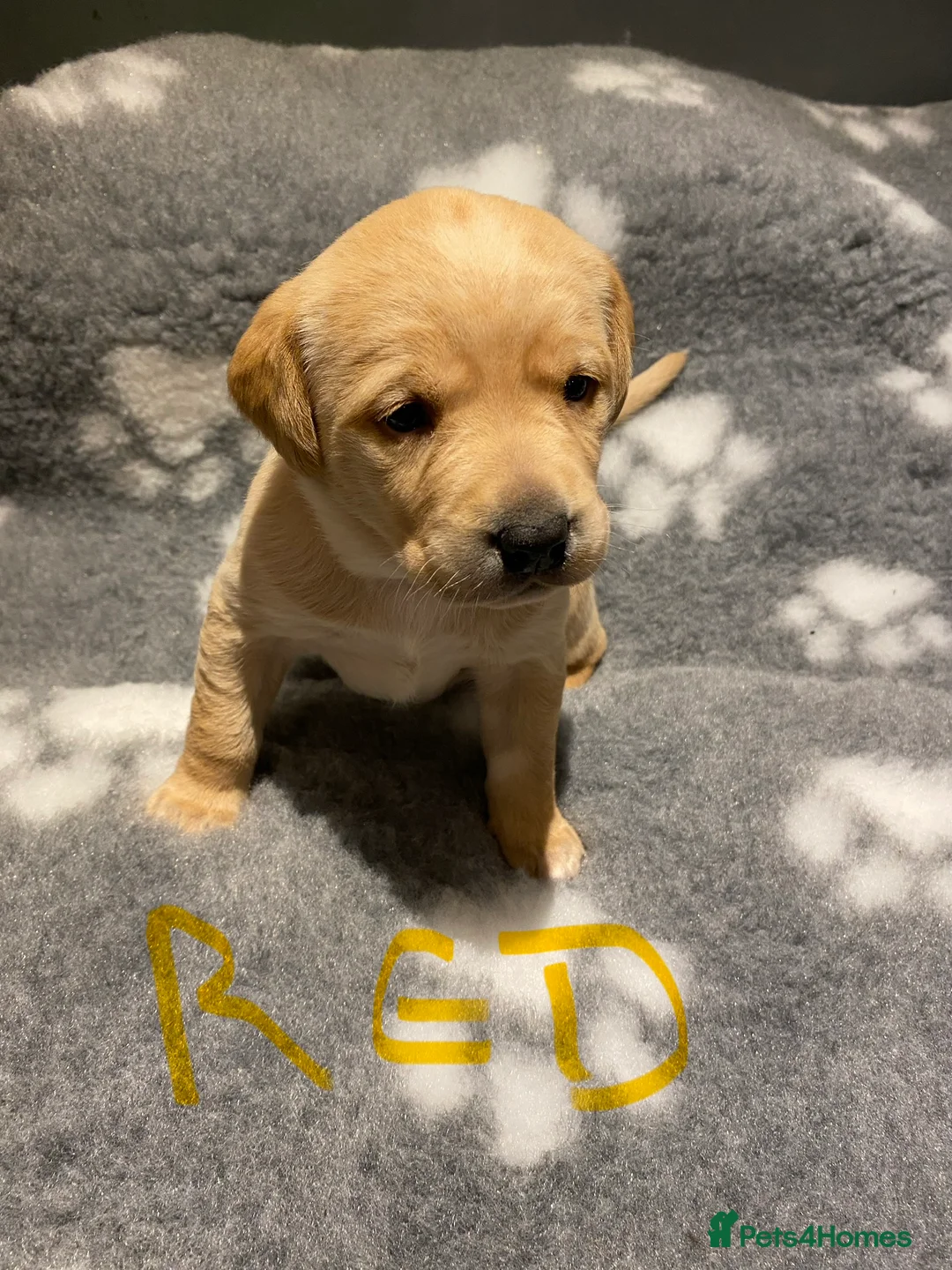 Labrador Retriever dogs for sale: Yellow/Fox Red Labrador puppies - Advert 29