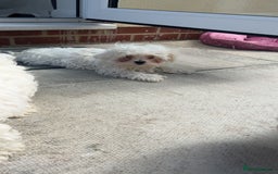 Maltese dogs for sale: 1 puppy back up for sale because of time wasting  - Image 12