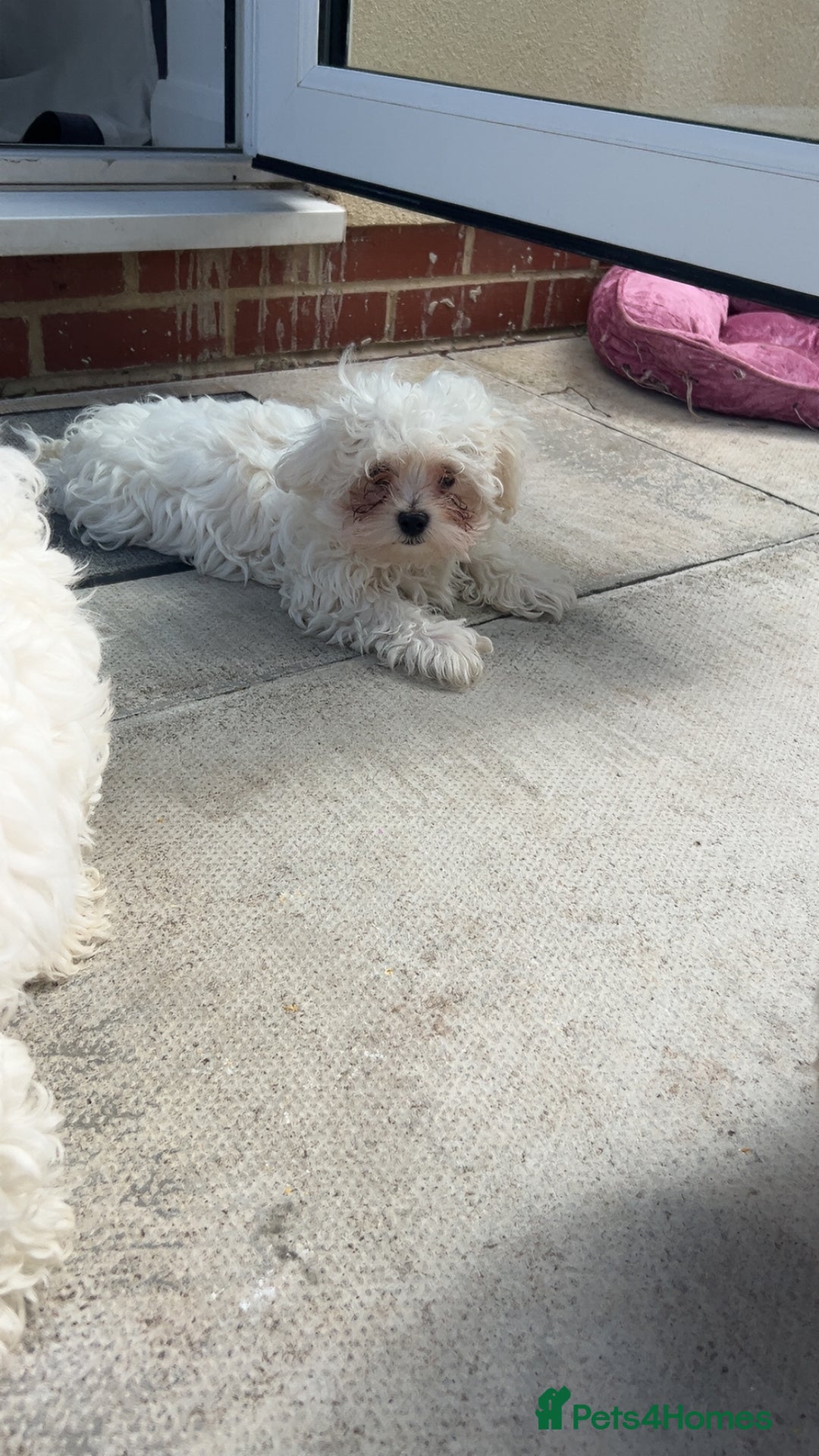 Maltese dogs for sale: 1 puppy back up for sale because of time wasting  - Image 12
