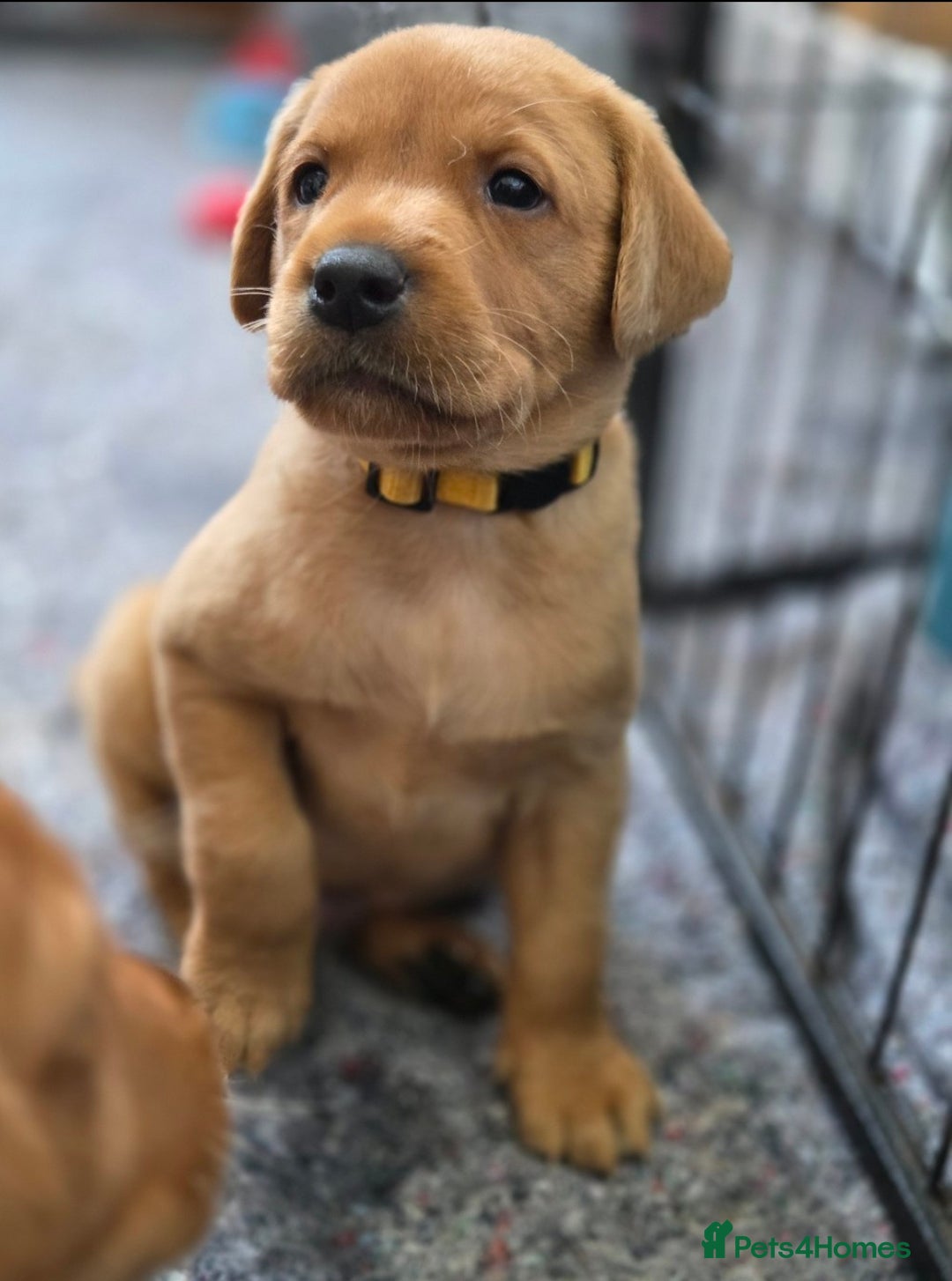 Labrador Retriever dogs for sale: 1 BOY LEFT!! Fox Red Labrador - Working Lines - Image 22