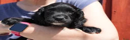 Cocker Spaniel dogs for sale: KC Black male cocker spaniel ready to leave - Advert 1