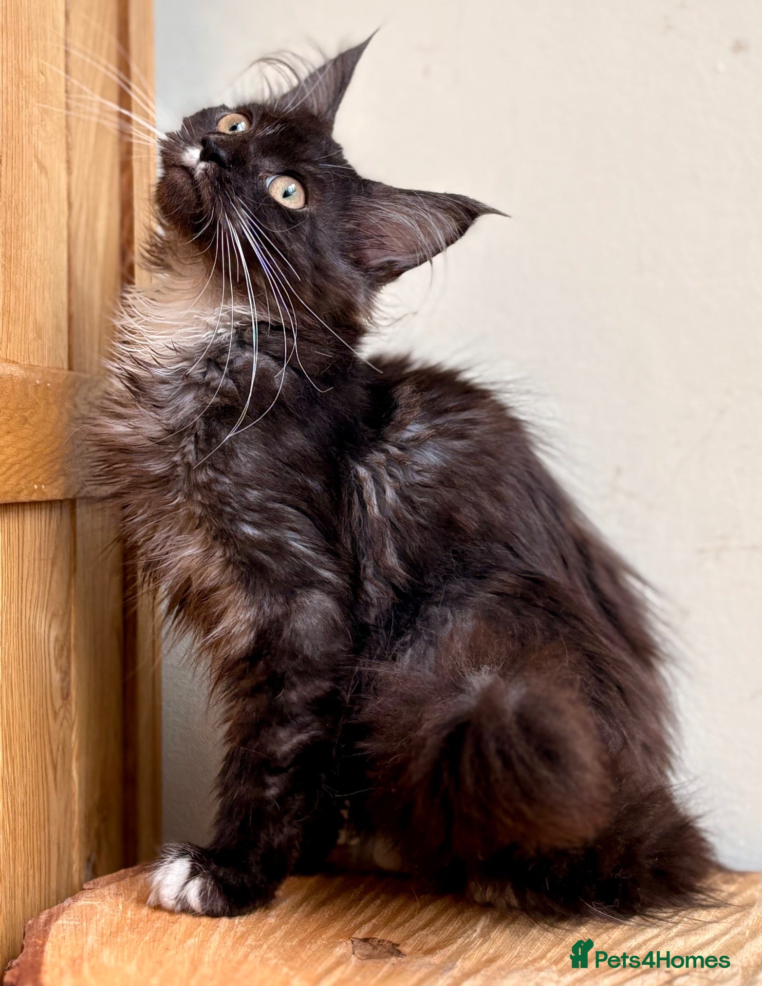 Maine Coon cats Beautiful Maine Coon kittens - Advert 2