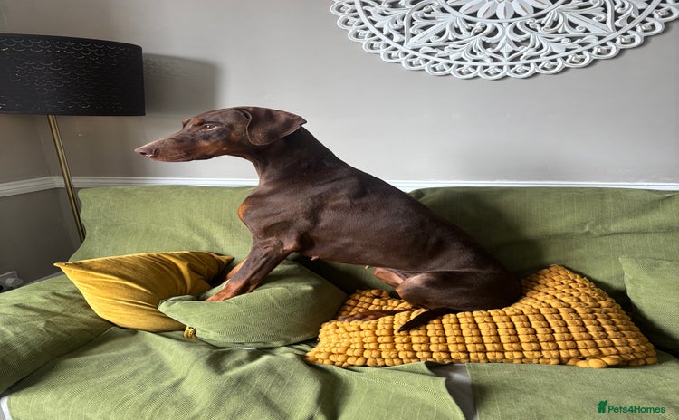 Dobermann dogs - Advert 1