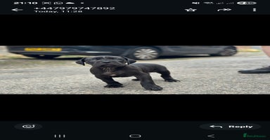 Cane Corso dogs - Advert 3