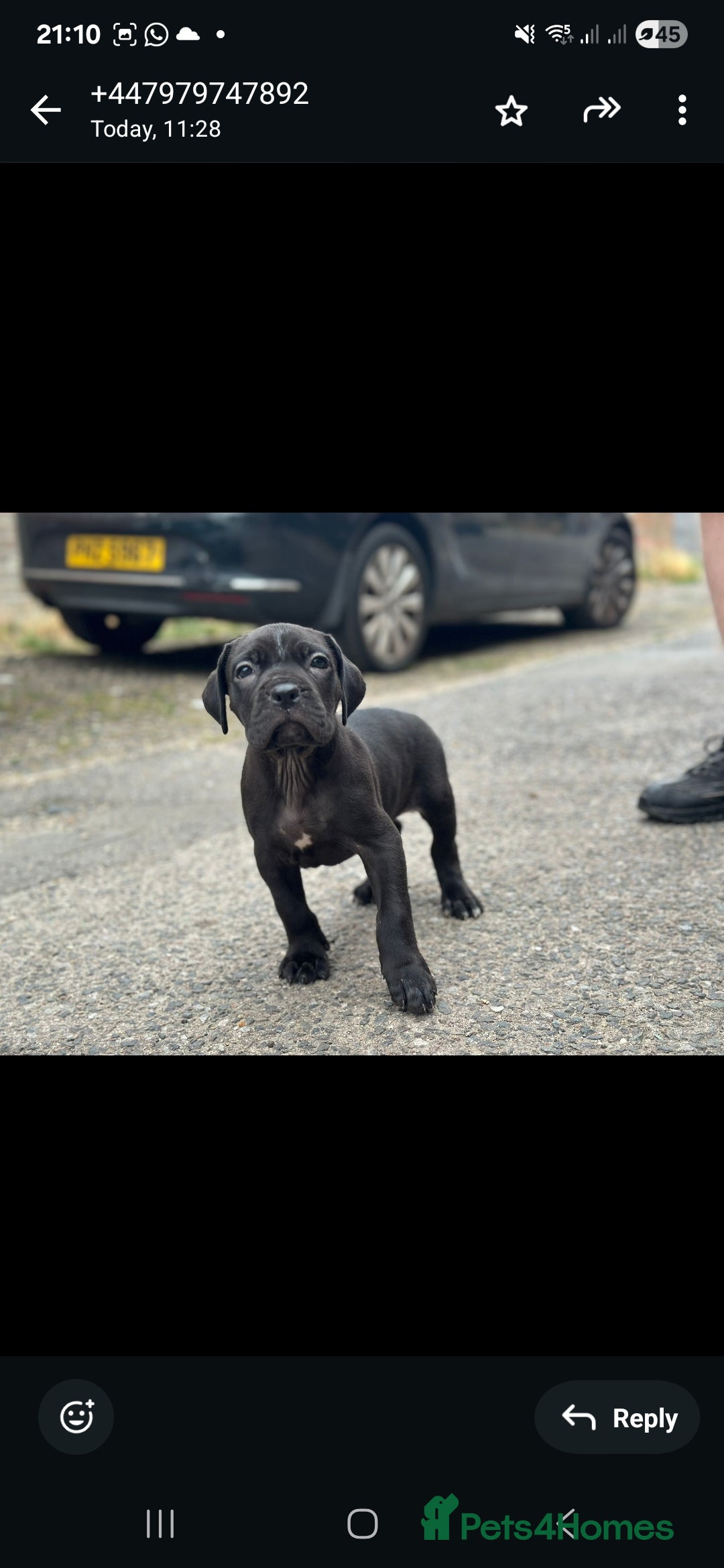 Cane Corso dogs for sale: Last 3 of the 10 cane cane corso puppys left  - Image 3