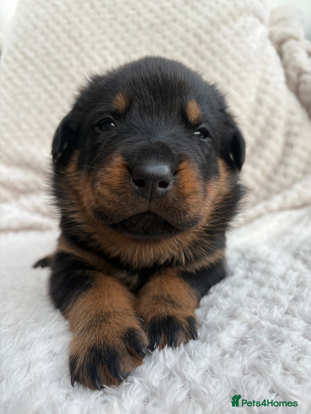 Rottweiler dogs for sale: Rottweiler puppy’s  - Image 5