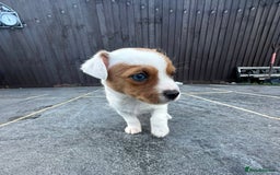 Mixed Breed dogs for sale: Jack Russell Puppies 🐶  - Image 5