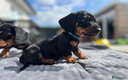 Miniature Dachshund dogs for sale: Stunning Smooth Black & Tan Miniature Dachshunds - Image 5