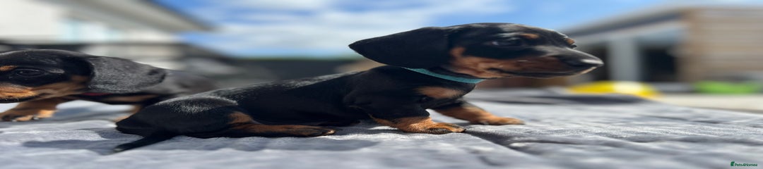 Miniature Dachshund Puppy 1