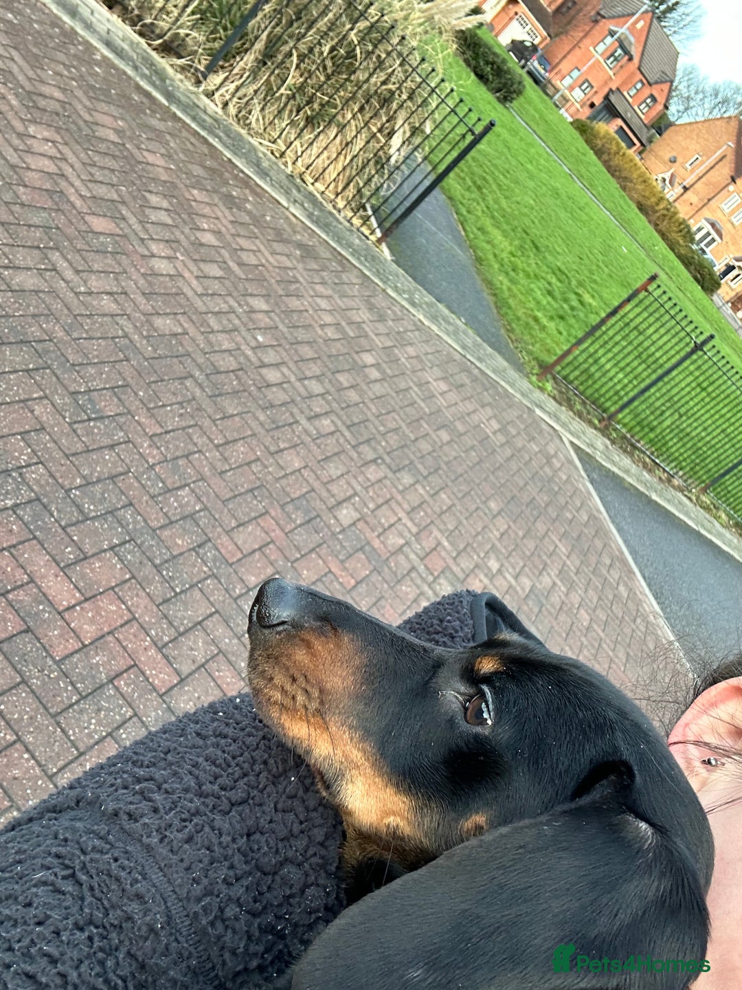 Dachshund dogs for sale: Hopper - Advert 3