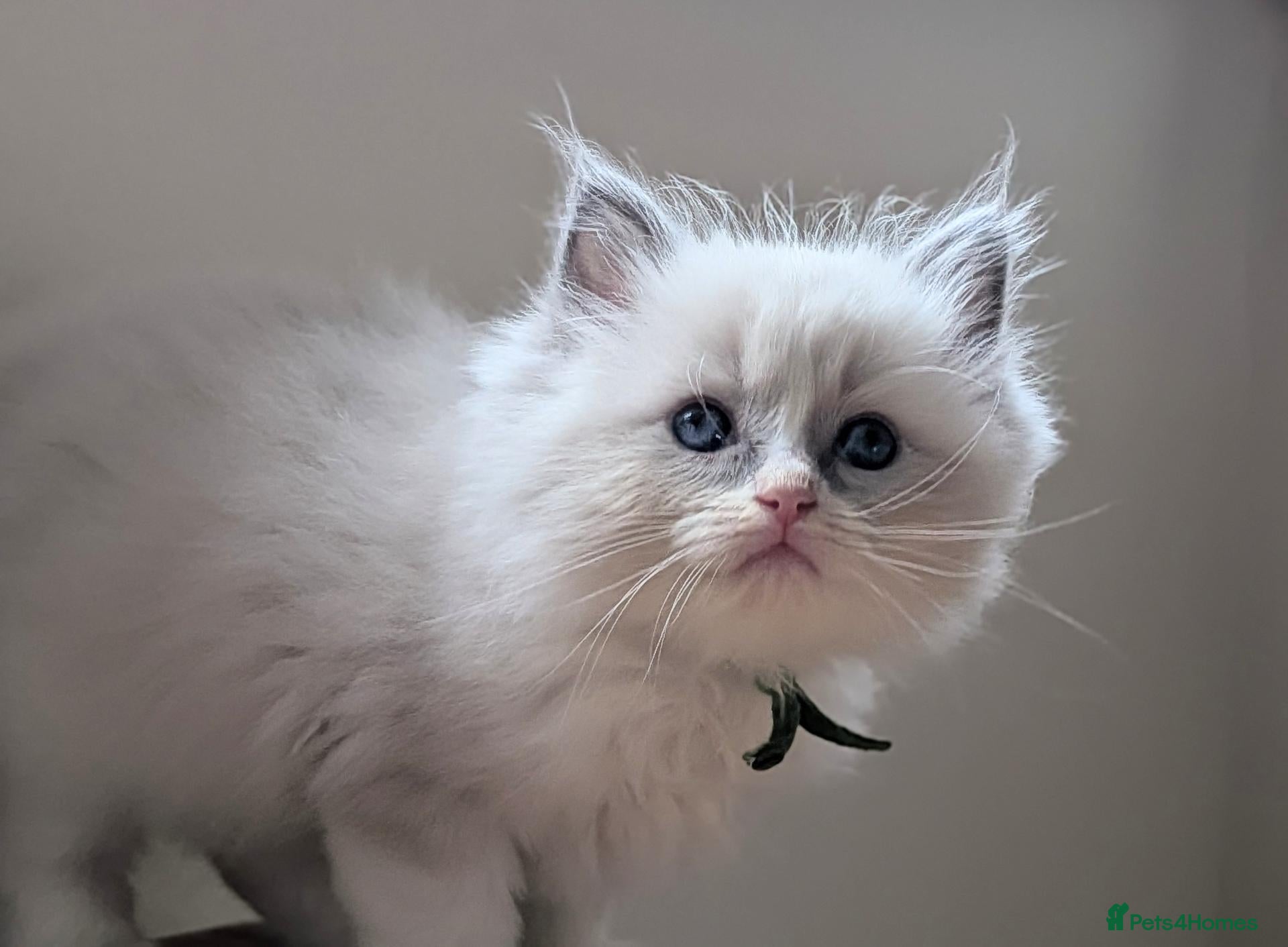 Ragdoll cats GCCF Ragdolls • Grand Champion • Blue/Seal/Lynx - Advert 2