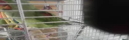 Parrots birds for sale: Alexandren - Advert 2