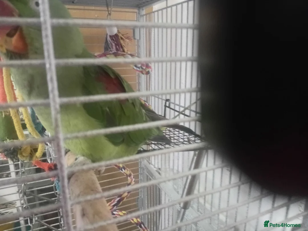 Parrots birds for sale: Alexandren - Advert 2