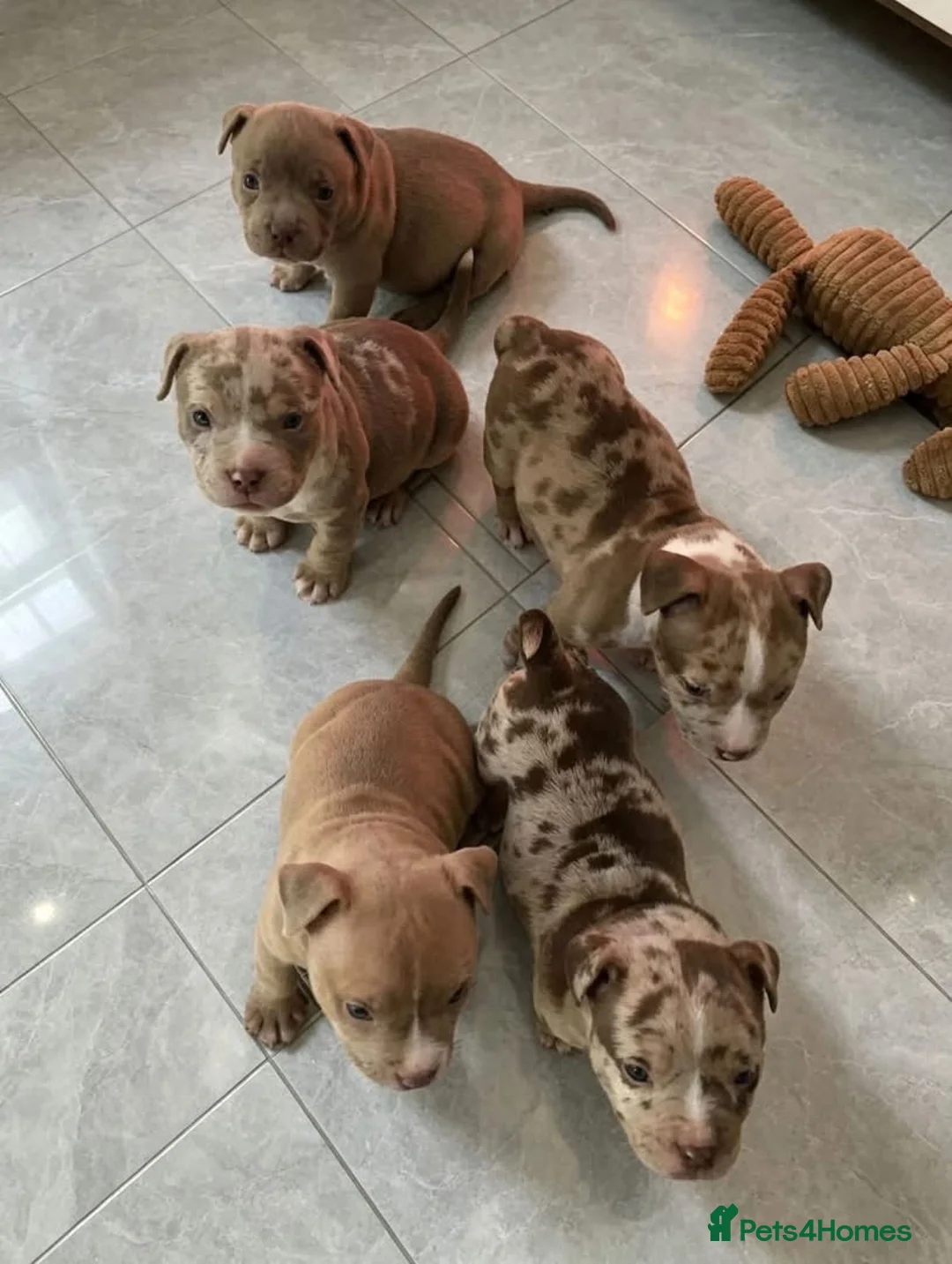 American Bully dogs for sale: Pocket Bully Puppies  - Advert 2