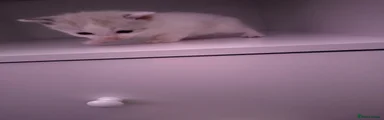 Ragdoll Kitten 3