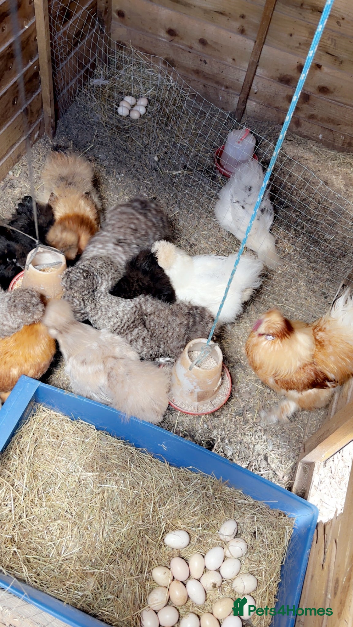 Chickens poultry USA Bearded silkies growers mixed colours  - Advert 1