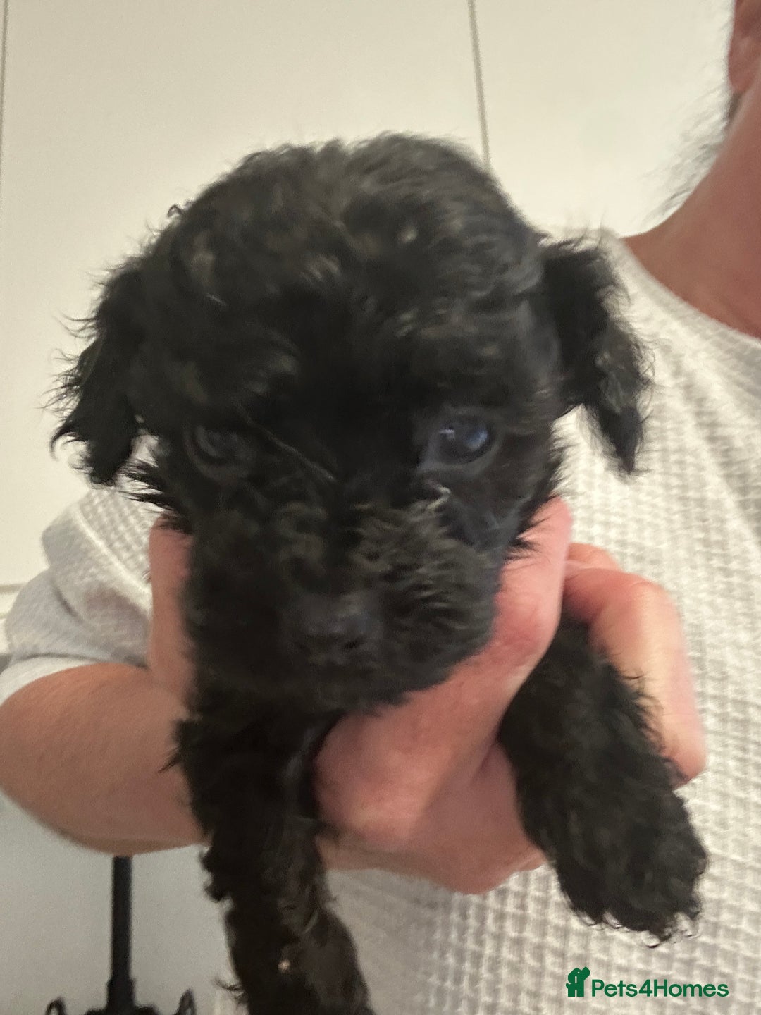 Cavapoo dogs for sale: Cavapoo / poodle puppies for sale  - Advert 4
