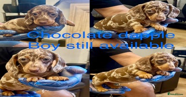 Miniature Dachshund dogs - Advert 12