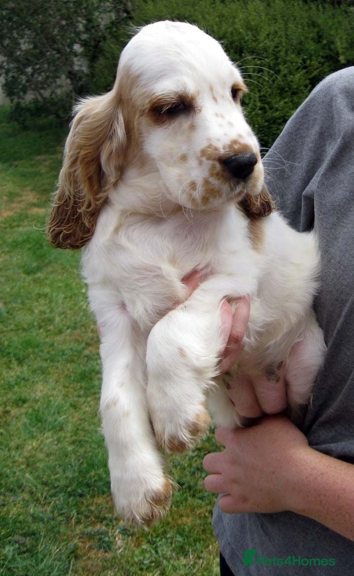 Cocker Spaniel dogs Orange Roan Show Type Cocker Spaniel Puppies - Advert 2
