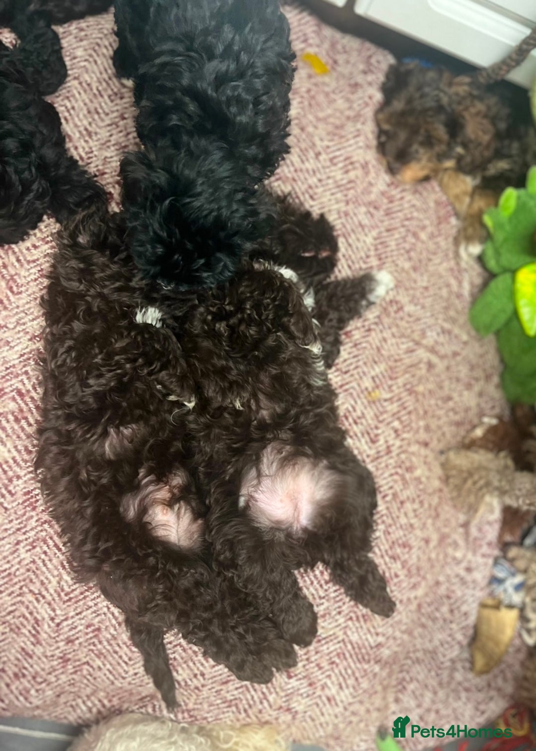 Toy Poodle dogs for stud: K.C Chocolate ToyPoodle at Stud in Coventry - Advert 36