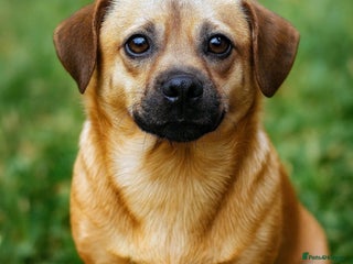 Mixed Breed dogs 🐾 Sweet Duggie – a tiny boy who melts hearts 💛 - Advert 1