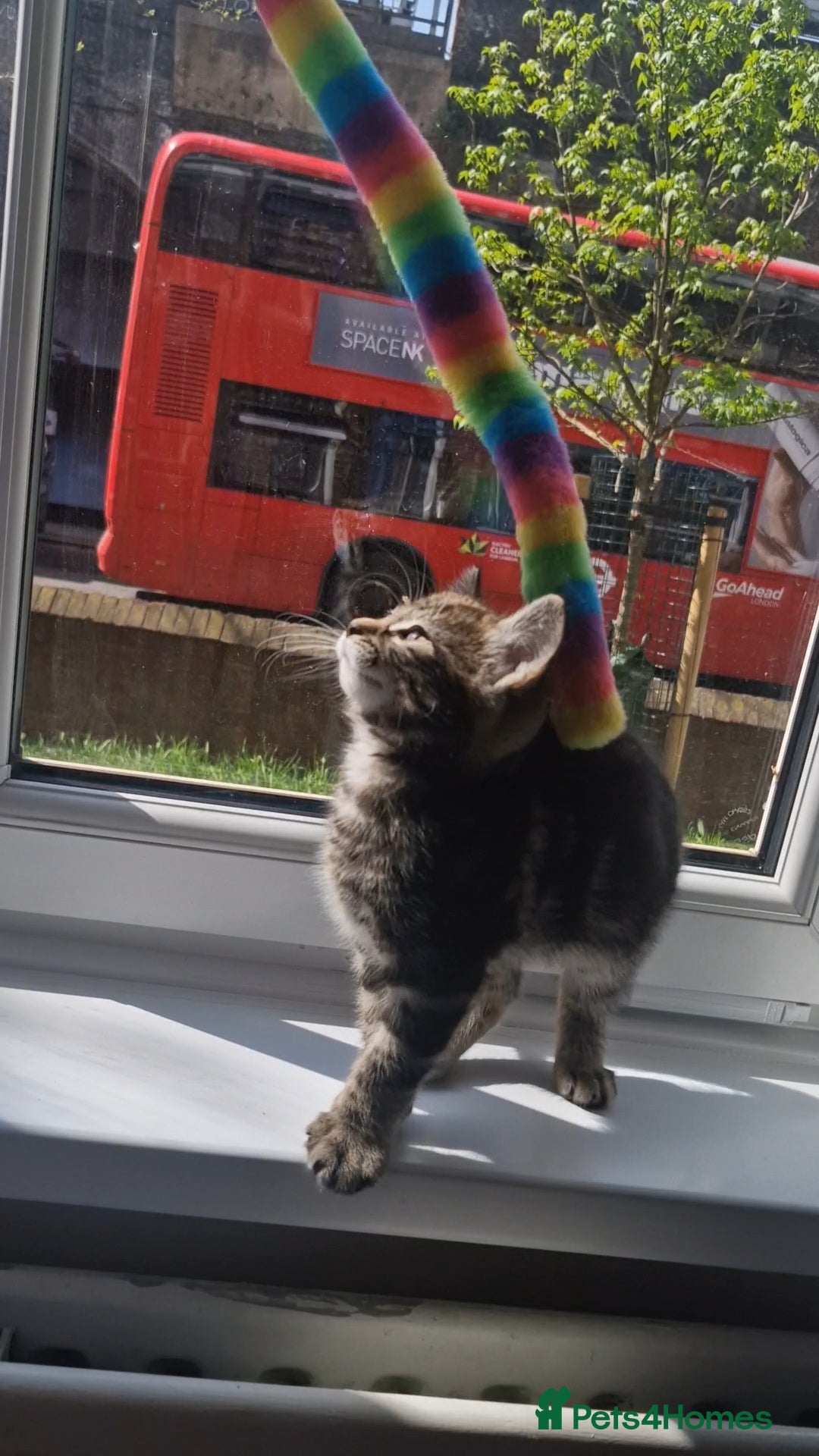 Bengal cats Sweet male kitten looking for a loving home - Advert 1