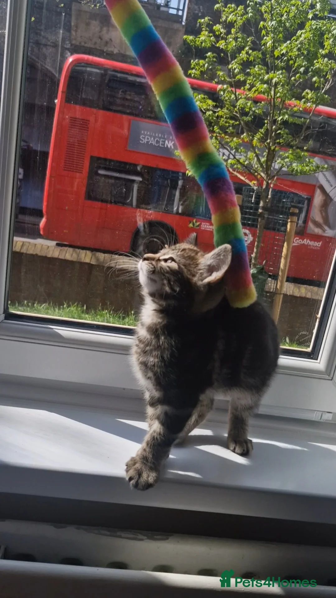 Bengal cats for sale: Sweet male kitten looking for a loving home in London - Advert 1