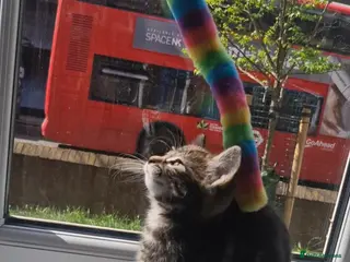 Bengal cats Sweet male kitten looking for a loving home - Advert 1