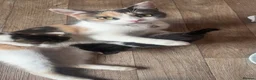 Mixed Breed cats for sale: 🐱 Beautiful calico Mixed Kittens - Advert 4