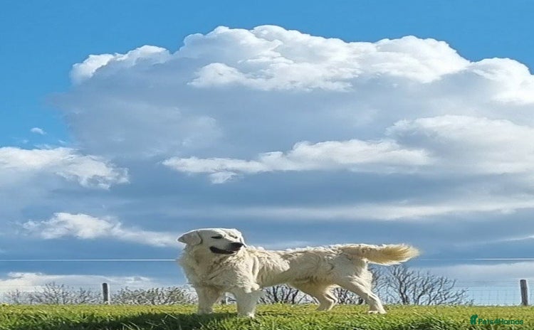 Golden Retriever dogs - Advert 1