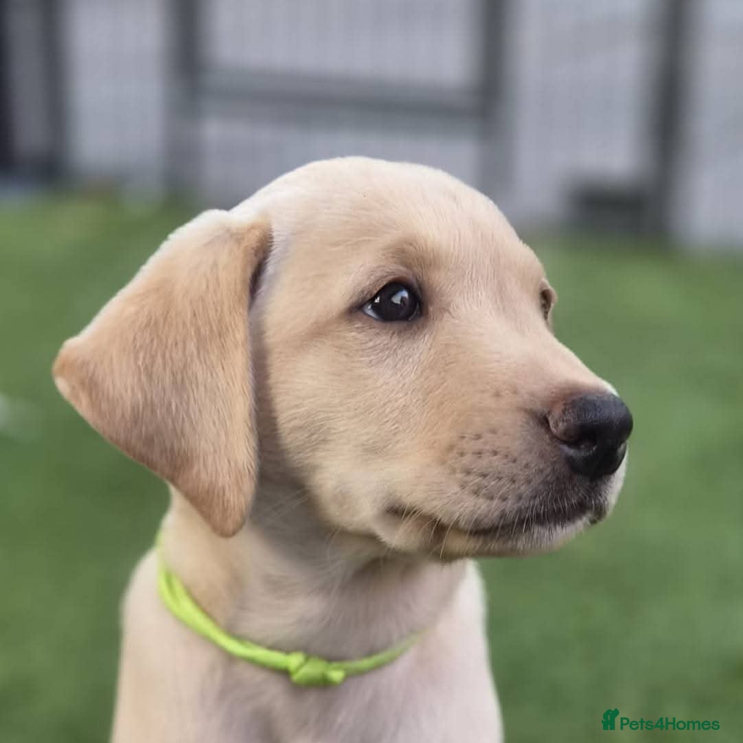 Labrador Retriever dogs Ready to leave 1 Male Yellow Labrador Retreiver - Advert 5