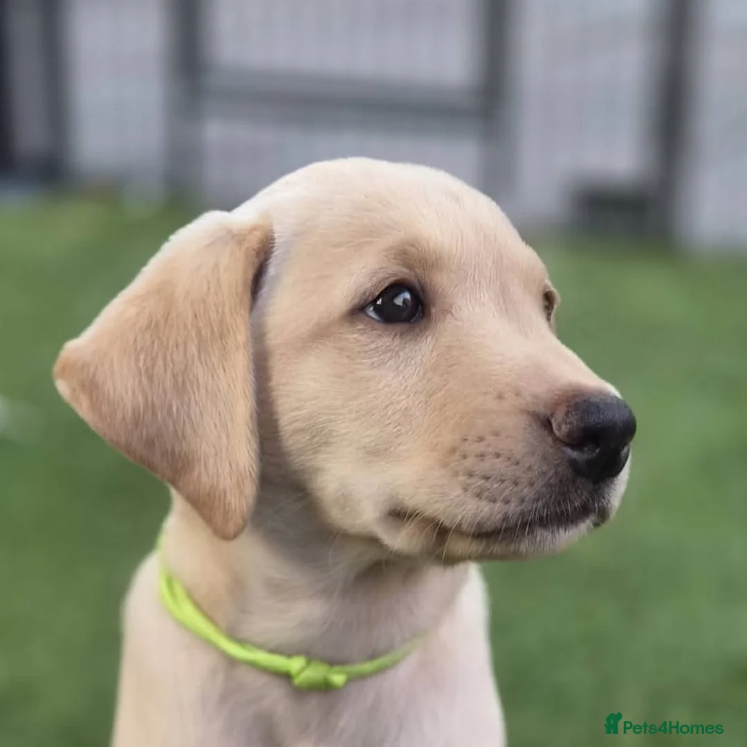 Labrador Retriever dogs for sale: Ready to leave 1 Male Yellow Labrador Retreiver in Swadlincote - Advert 1