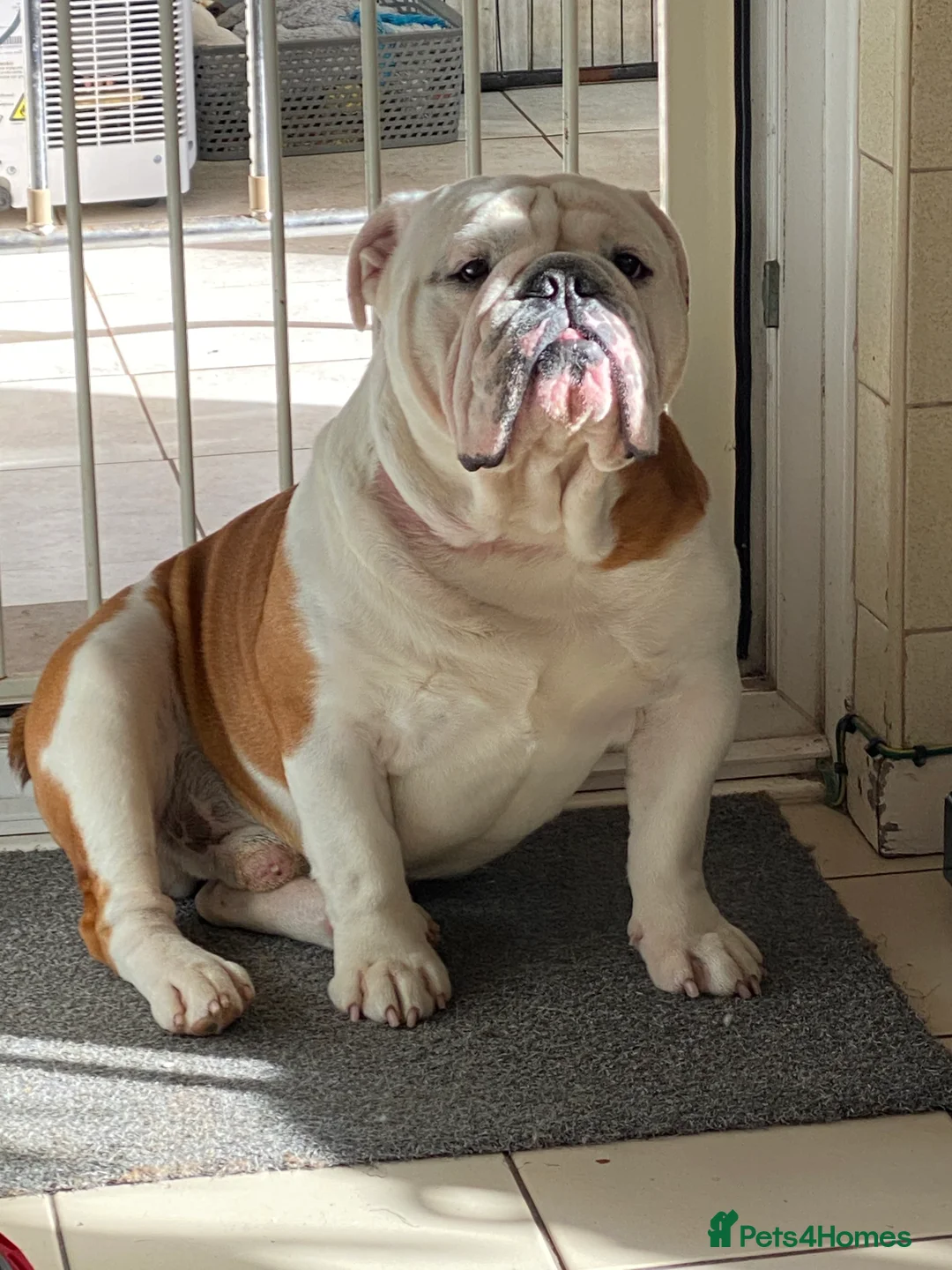 English Bulldog dogs for stud: Gold 🥇Health Tested KC registered Boy in Newport - Advert 6