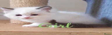 Ragdoll 12