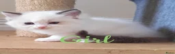 Ragdoll cats for sale: GCCF REGISTERED BEAUTIFUL RAGDOLLS KITTENS  - Advert 33