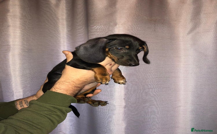 Dachshund dogs - Advert 1