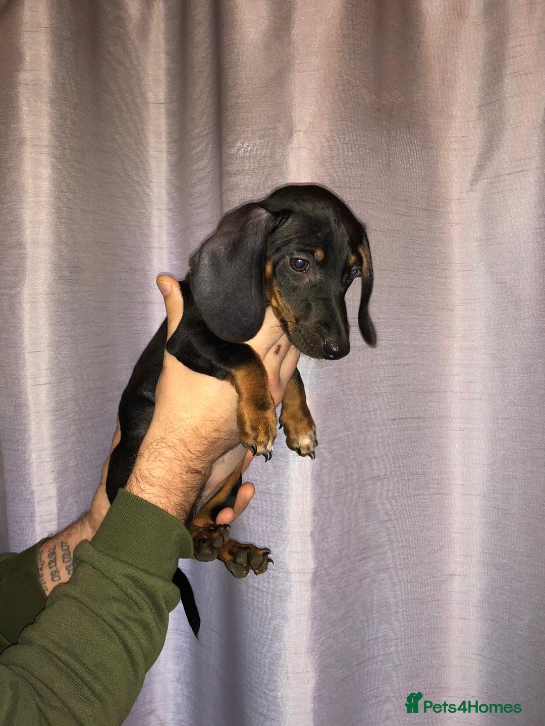 Dachshund dogs for sale: Dachshund boys ready to leave - Image 1