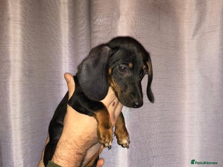 Dachshund dogs - Advert 15