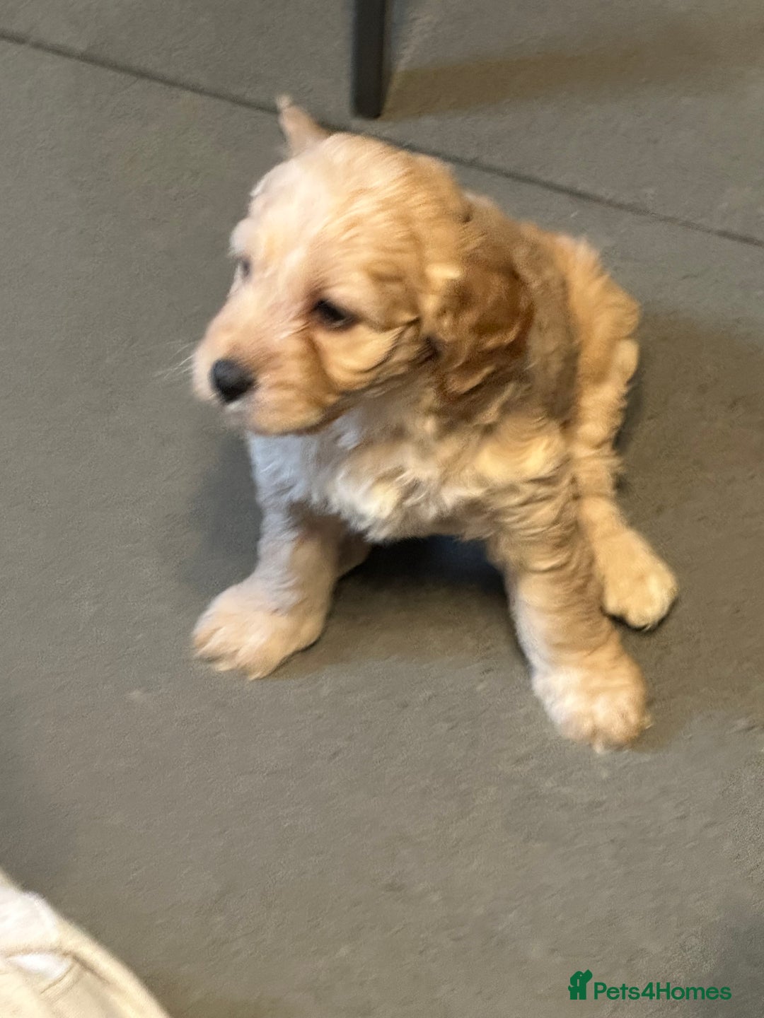 Cockapoo dogs for sale: F1 cockerpoo puppies  - Advert 26