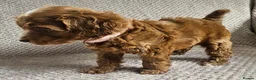 Cavapoo dogs for sale: F1b Cavapoo Puppies!!  - Advert 13