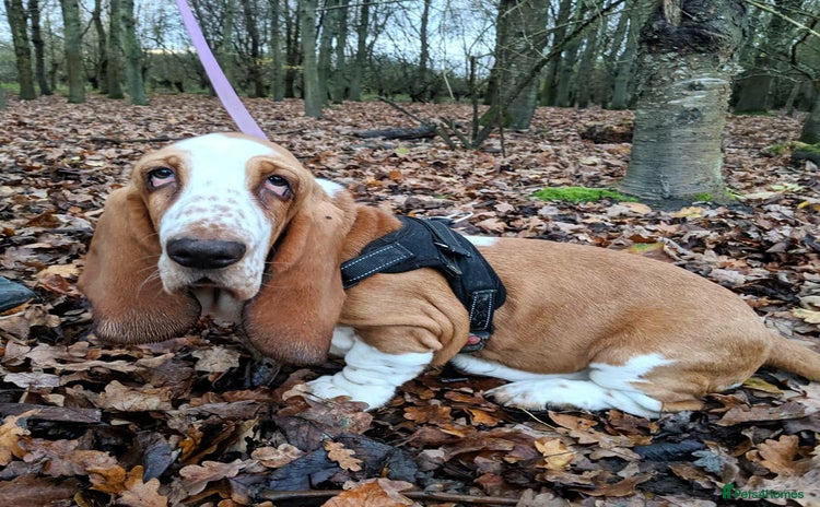 Basset Hound dogs - Advert 1