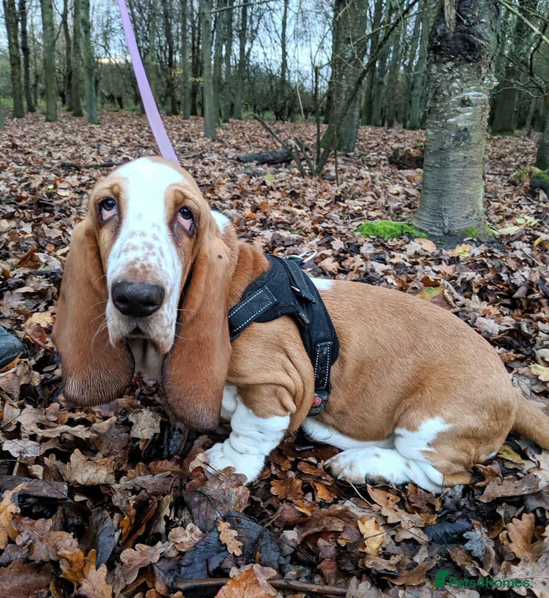 Basset Hound dogs for sale: Basset Hound Girl - Image 1