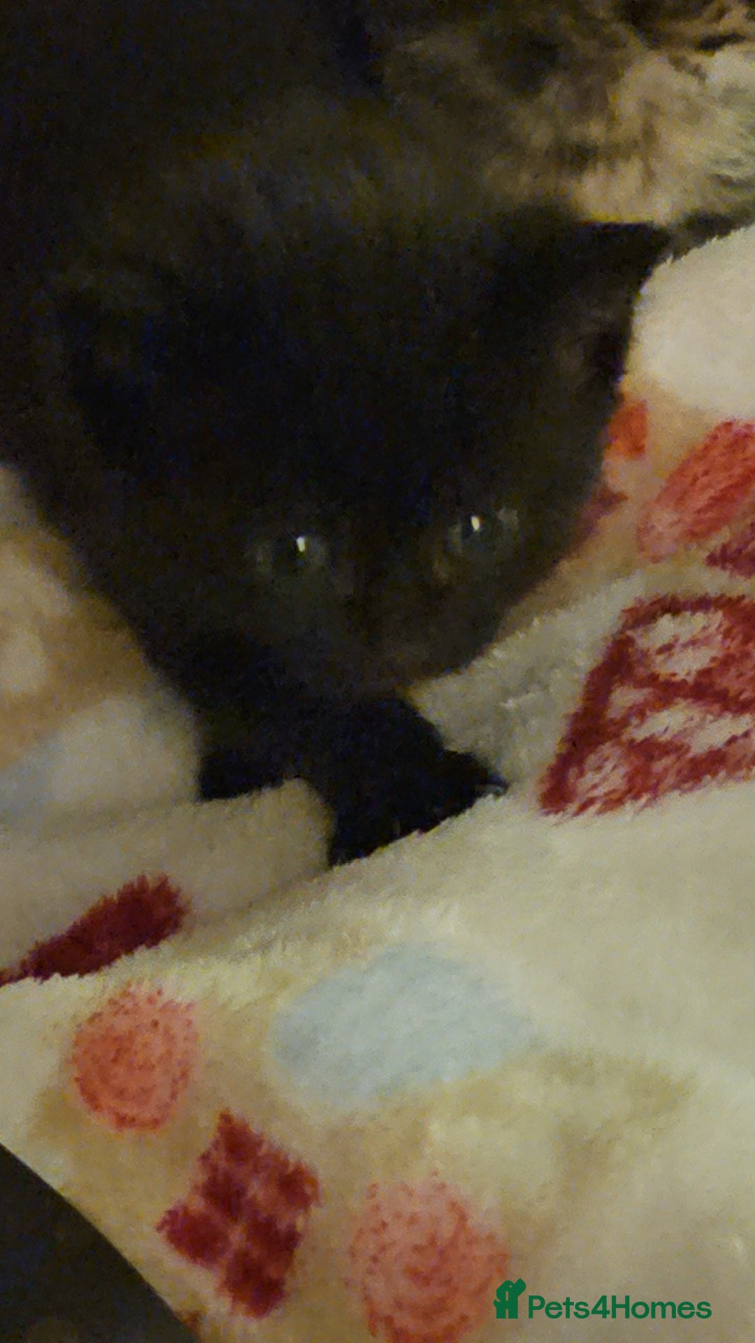 Mixed Breed cats for sale: Black female kitten - Advert 4