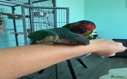 Conures birds for sale: Conures - Image 7