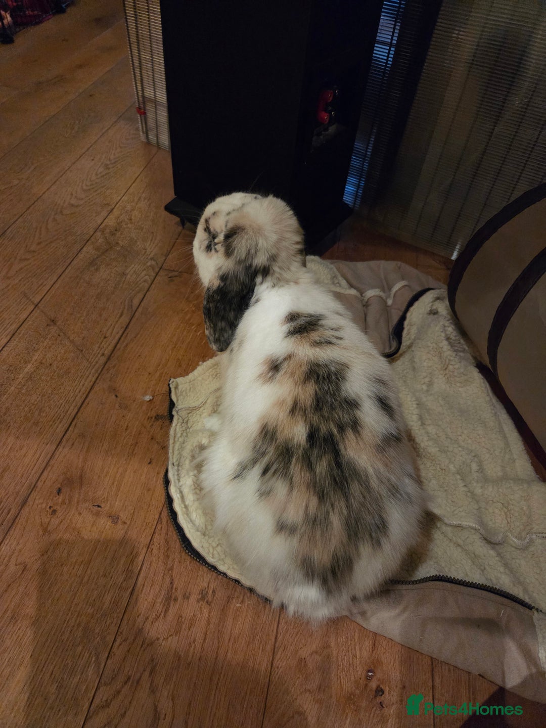 Mini Lop rabbits for sale: Male Rabbit in need of forever home.  - Image 9